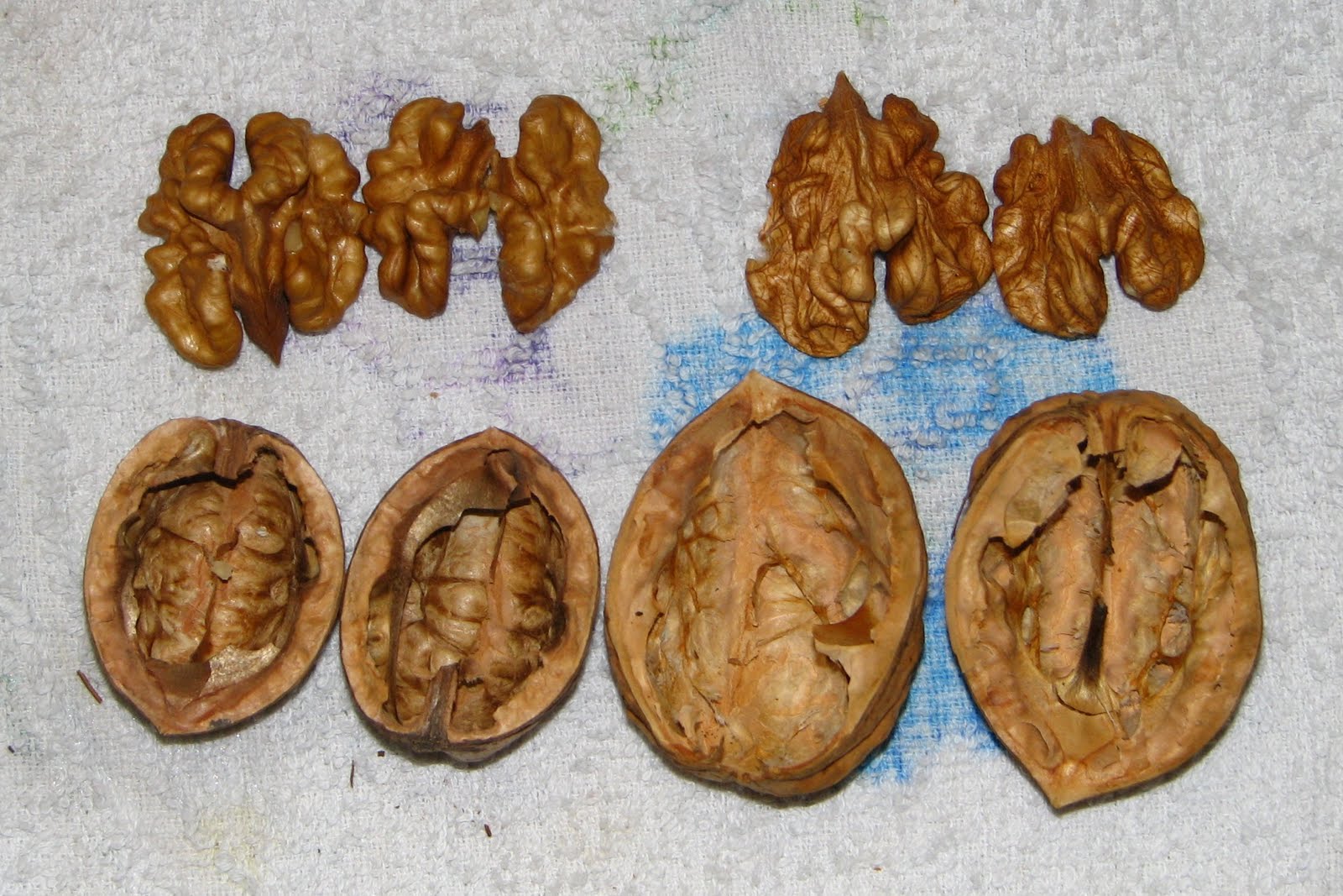 [Walnuts+002.jpg]