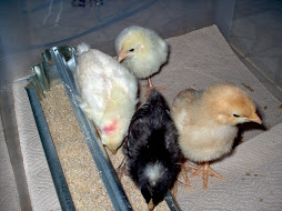 Baby Chicks Arrive - May 2007