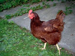 Gertrude- the alpha hen
