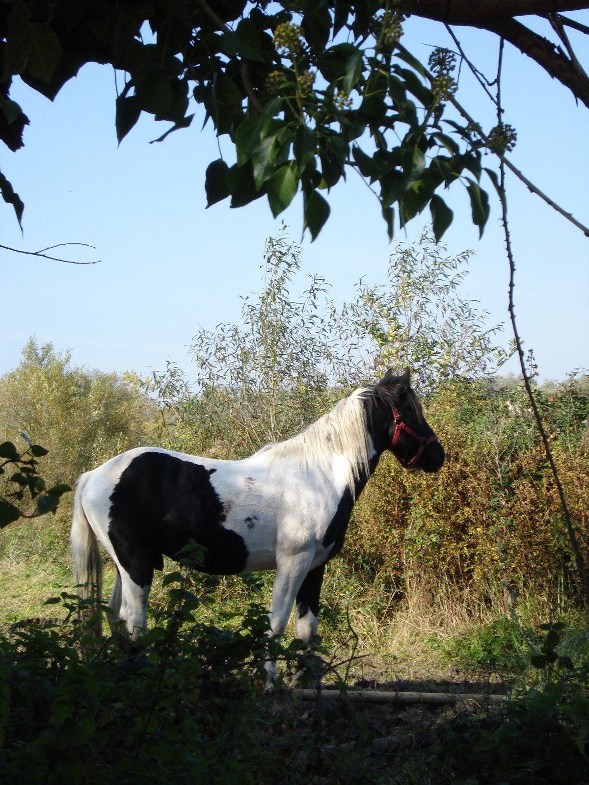 [Cambridge+in+October+020.jpg]