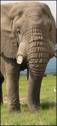 [elephant1.jpg]