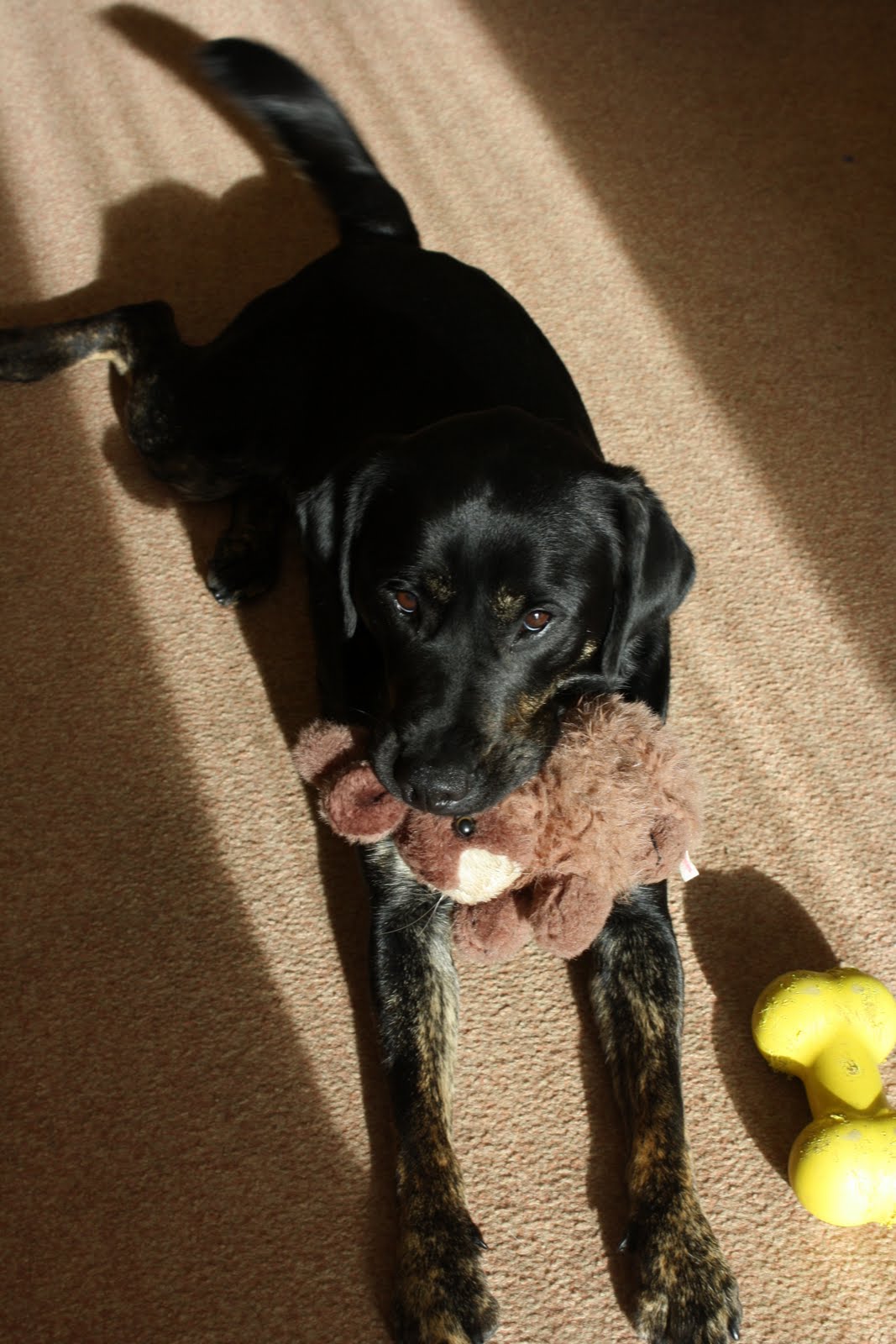 [Guide+Dog+Trainig++(Canon)+034.jpg]