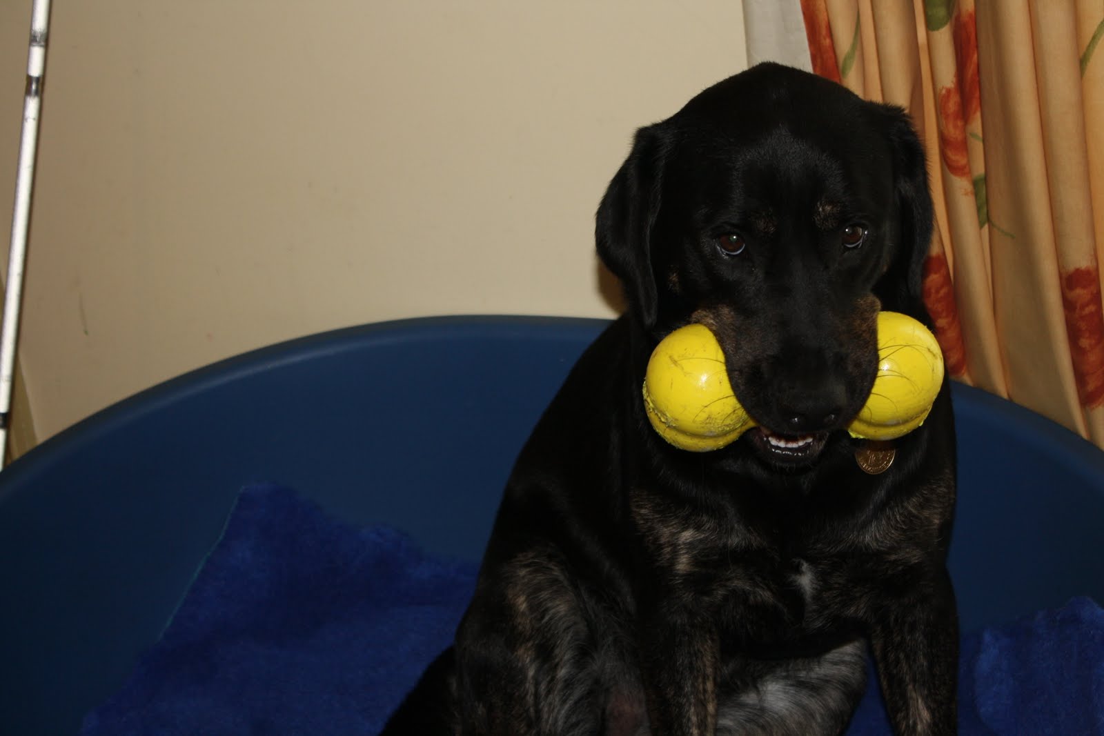 [Guide+Dog+Trainig++(Canon)+009.jpg]