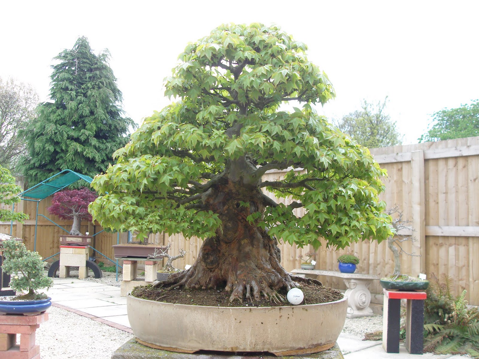 Shop great deals on trident maple bonsai trees. 