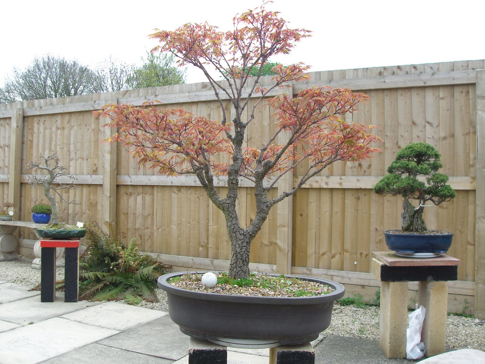 Graham's Bonsai cork bark maple