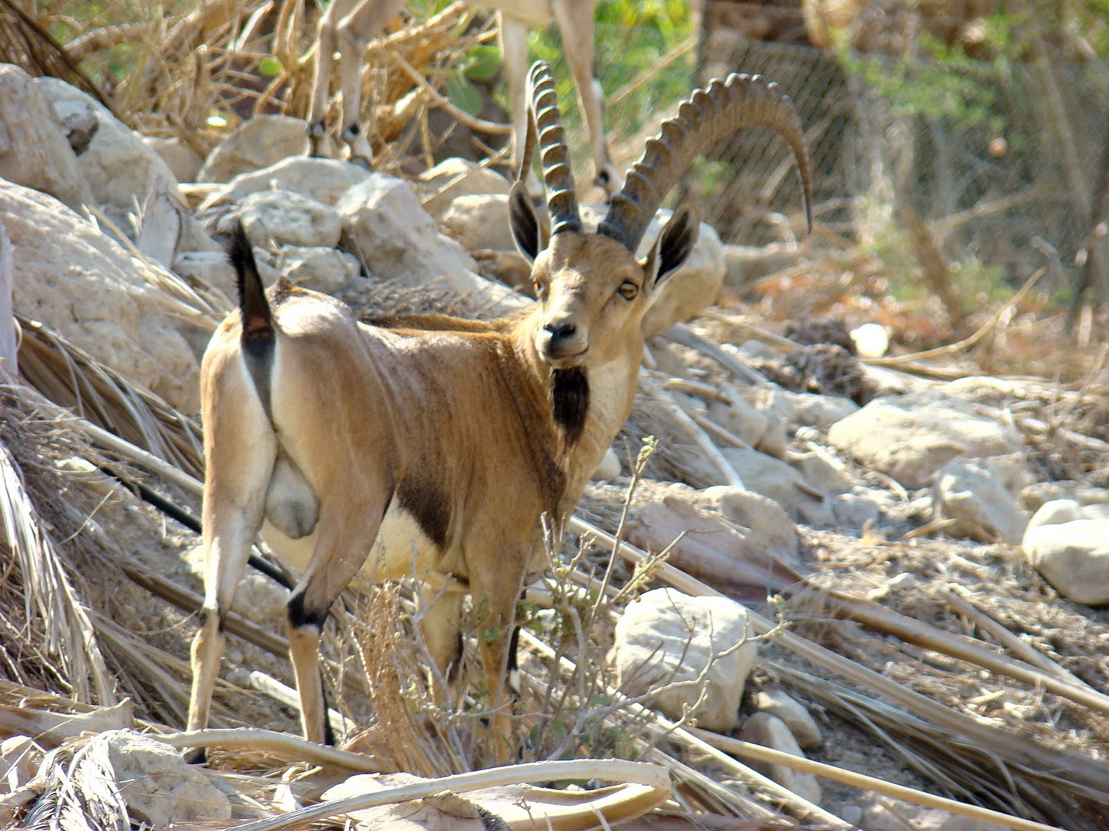 PazzaPazza YAEL What's in a name?