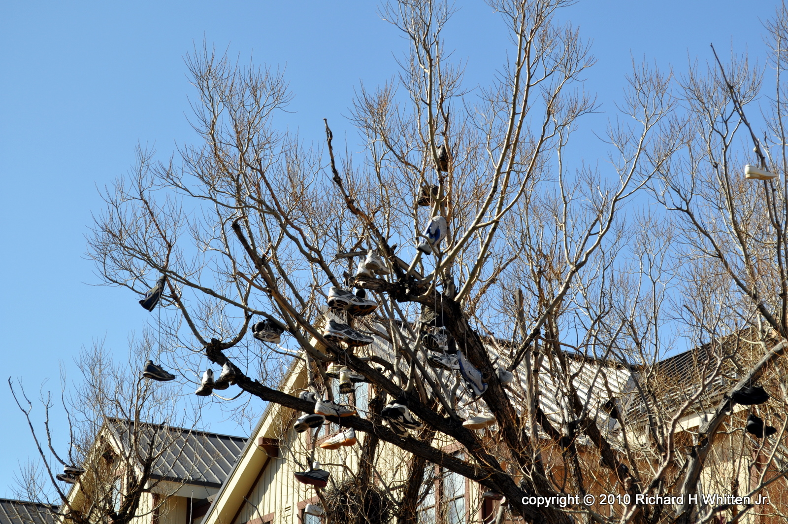 What Am I Doing? The "Shoe Tree" in Park City, Utah