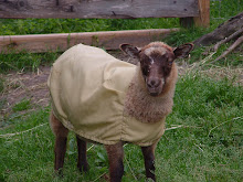 Shetland Sheep