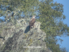 Aguila perdicera