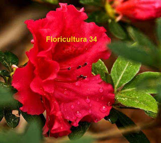 Floricultura 34: Producción comercial de Azalea en maceta