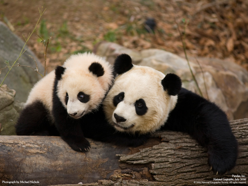 El mundo es color: Ailuropoda melanoleuca u Oso Panda Gigante
