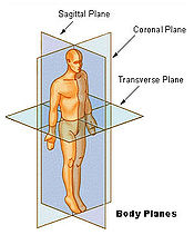 Figura 01 - Posição Anatomica - Planos