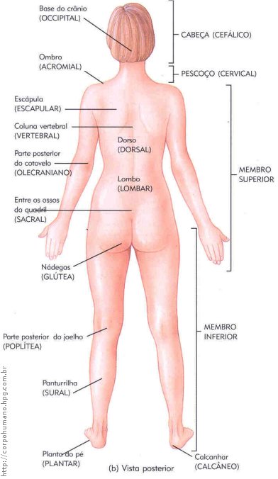 Figura 04 - Região Posterior