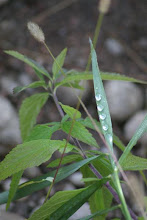 Morning Dew