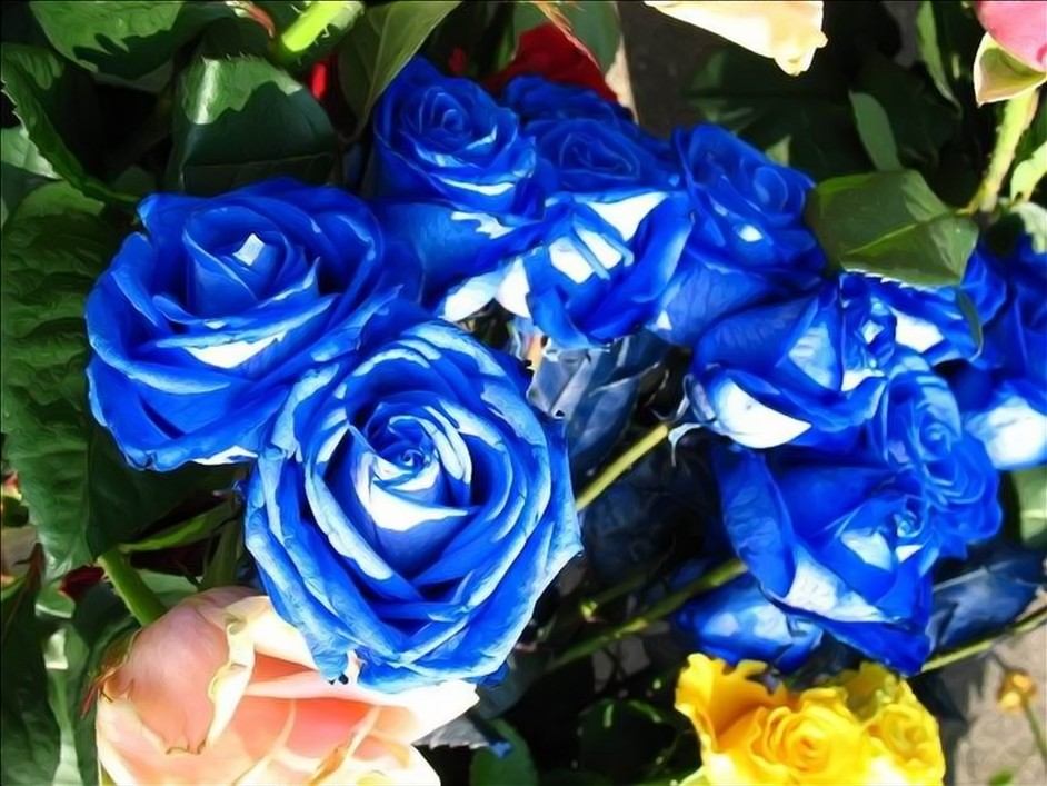 Саженцы голубой розы. Голубые розы флорибунда сорта.