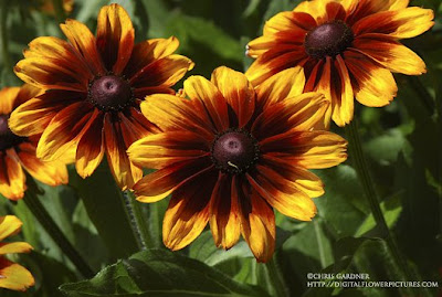 Digital Flower Pictures.com: Autumn Colors Gloriosa Daisy