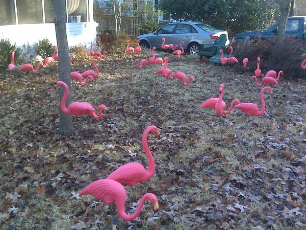 [flamingos2.jpg]