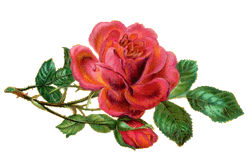 rosas-flores-gifs.gif