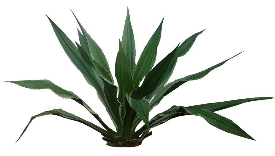 Tropical Plant Pictures: April 2010