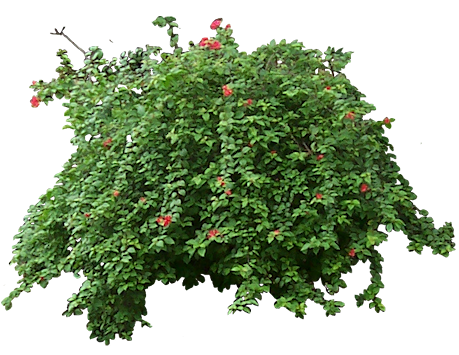 Tropical Plant Pictures: Bougainvillea