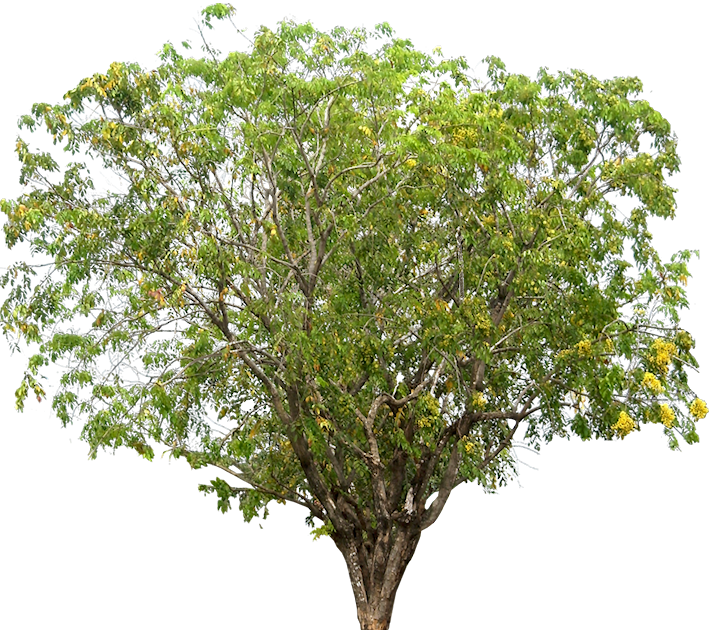 Tropical Plant Pictures: Pterocarpus Indicus (PNG rosewood)