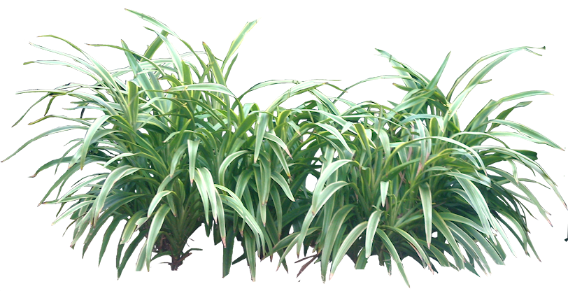 Tropical Plant Pictures: Dianella (flax lilies)