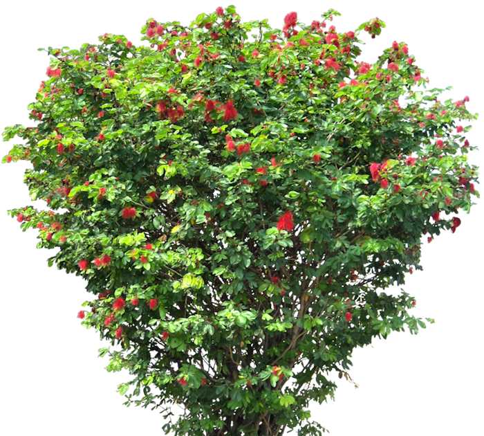 Tropical Plant Pictures: Calliandra haematocephala ( Red Powder Puff )