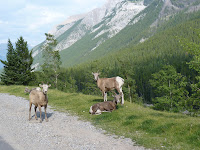 Golden - Yoho - Banff : Parques a la vista! - Recorrido por el Oeste de Canada en Autocaravana (5)