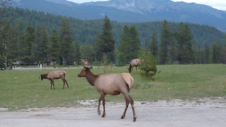 Jasper y ultimo dia en las rocosas - Recorrido por el Oeste de Canada en Autocaravana (8)