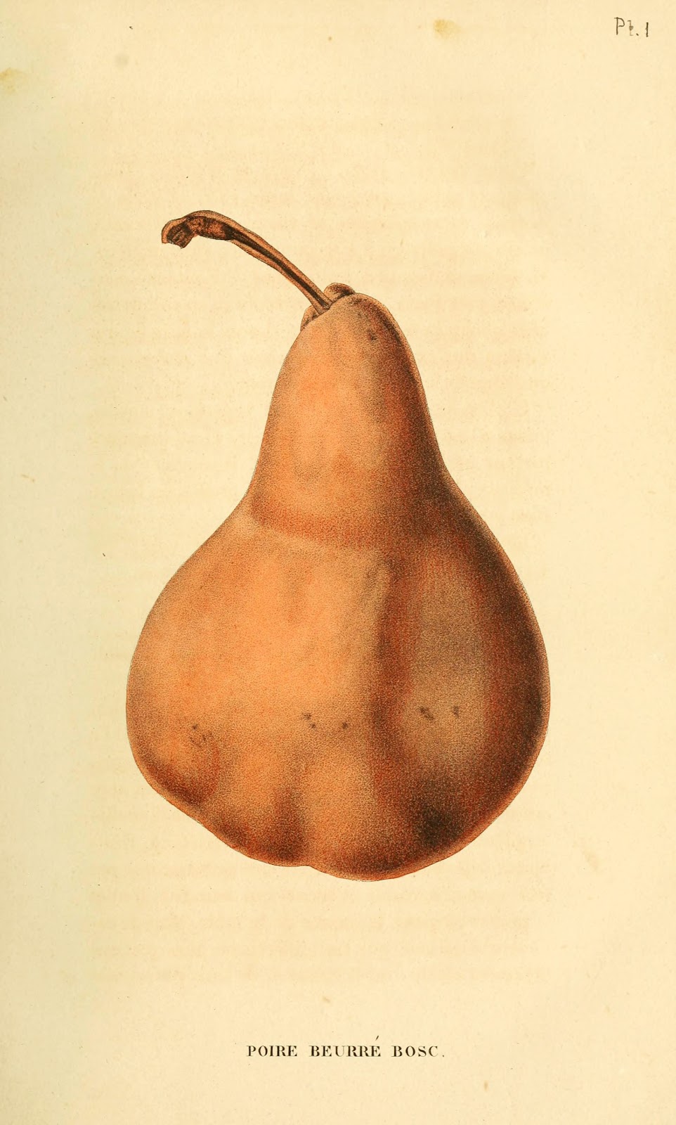 Vintage Ephemera French fruit illustration, Bosc Pear, 1832