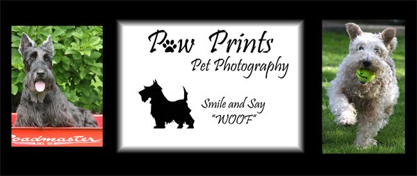 Paw Prints Pet Photography  pet photographer  Fort Wayne, Indiana Jen Moser