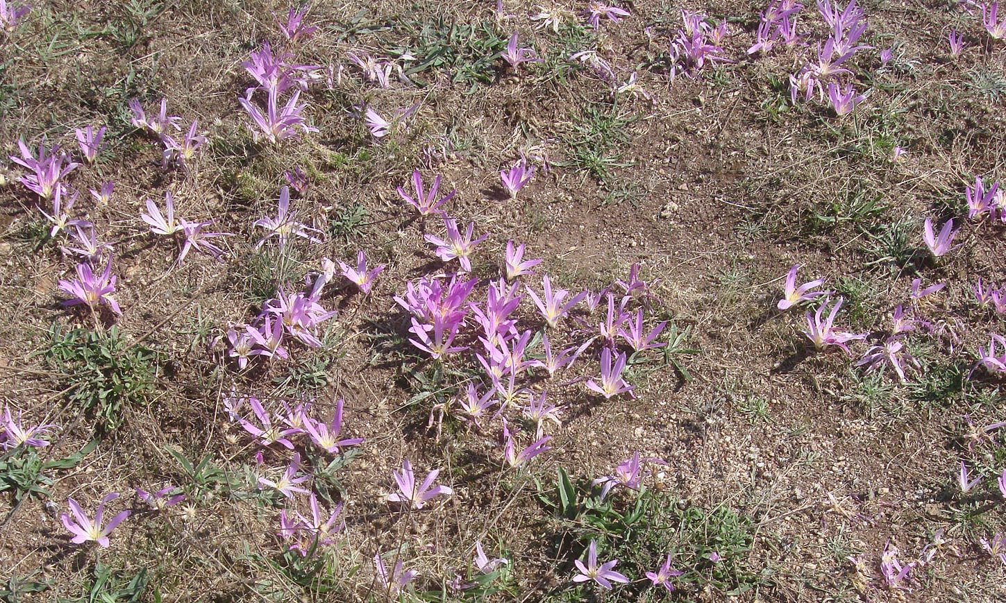 [025+-+merendeira+II.jpg]