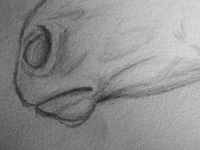 Como Dibujar La Cara De Un Caballo Paso 2 Askix Com