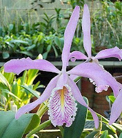 View Rumah Cantik Queen Gif