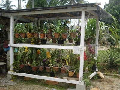 KOLEKSI ORKID: RUMAH ORKID...