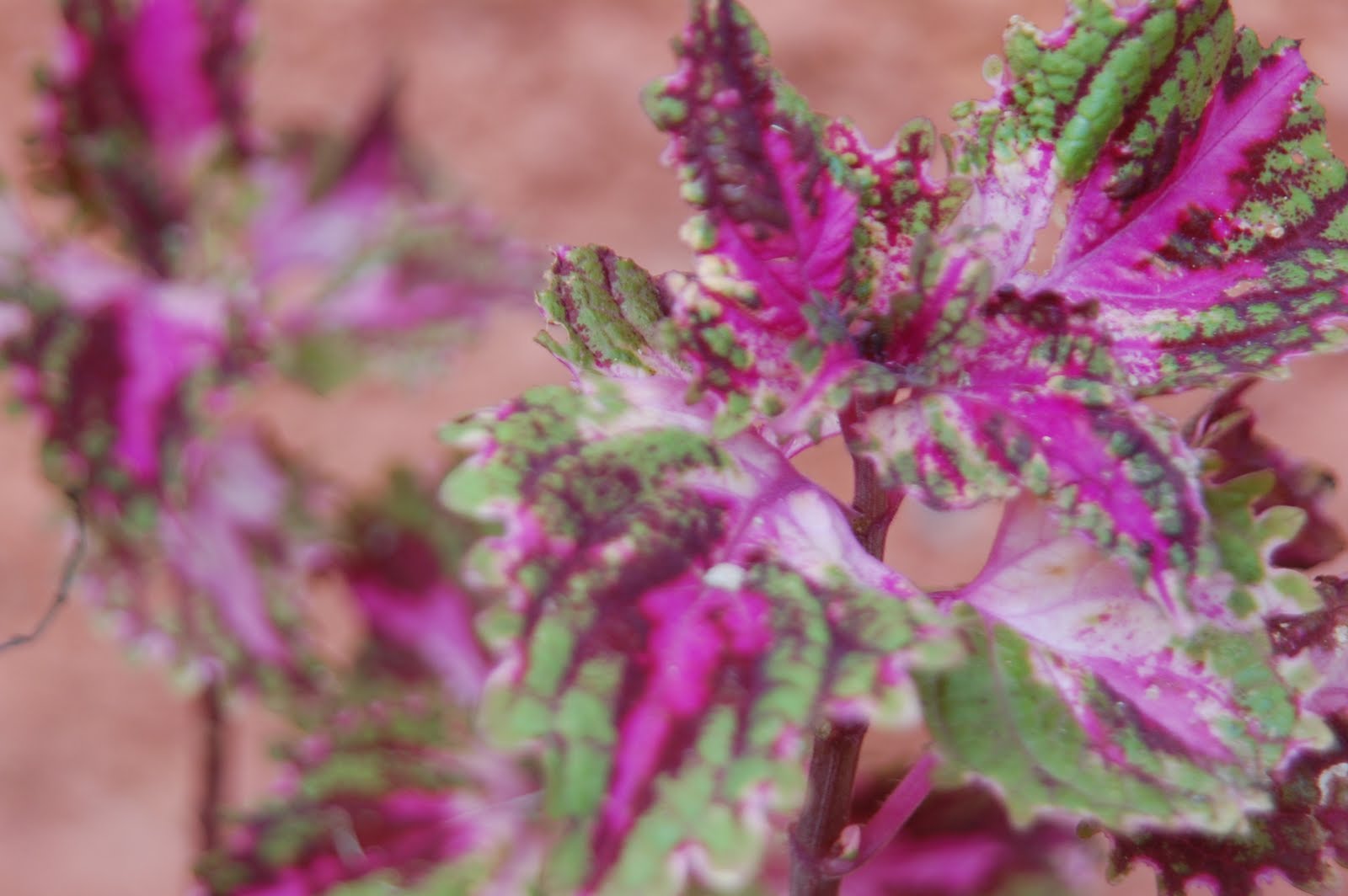 Herba: Koleksi Pokok Ati-ati