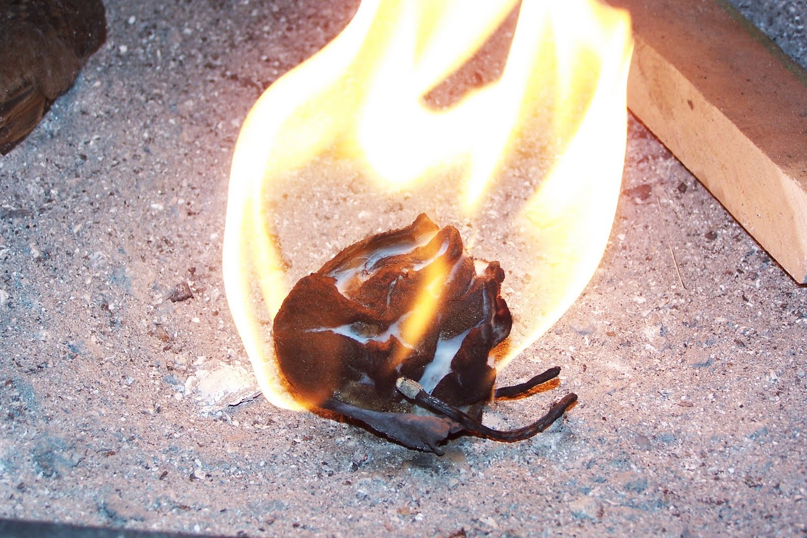 A Most Uncivilized Adventure Murder pictures and a guinea pig in the