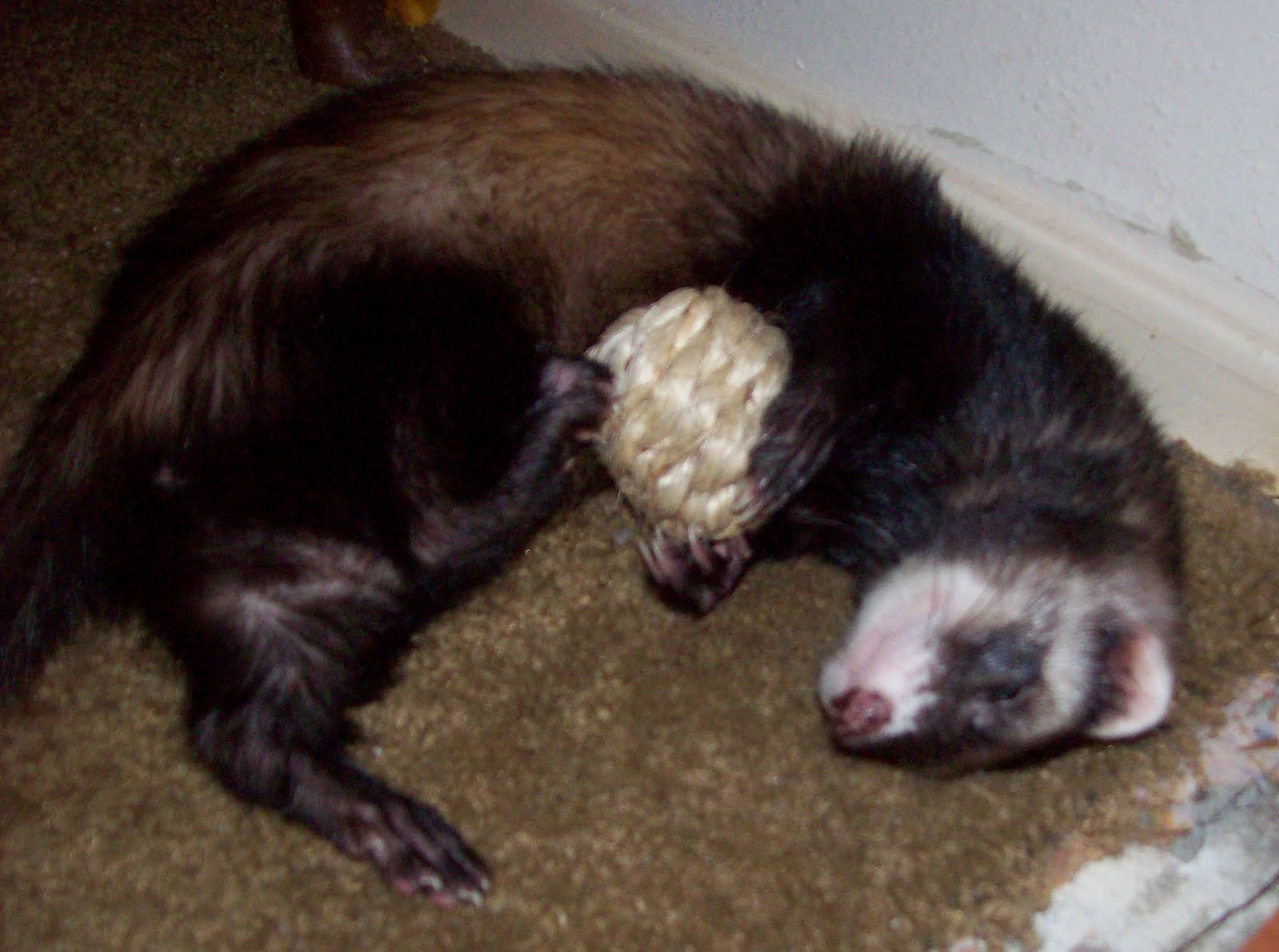 Pregnant Ferret 92