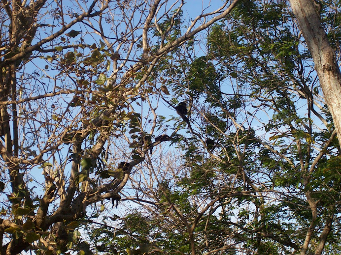 Howler monkeys