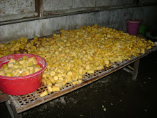 Produk Unggulan Desa Candi Binangun