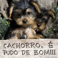 CACHORRO É.....