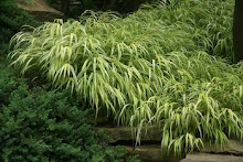 Hakonechloa-Golden Hakone Grass, Japanese Forest Grass