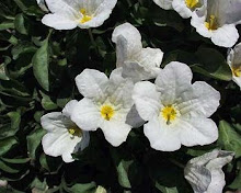 Nierembergia-Cupflower