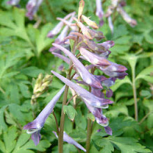 Corydalis-Corydalis