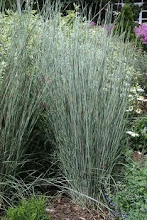 Schizachyrium-Bluestem