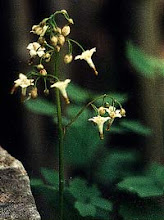 Vancouveria hexandra-Inside Out Flower, American Barrenwort
