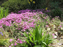 Phlox bed 2009, started with transplants