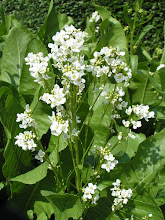 Armoracia rusticana-Horseradish