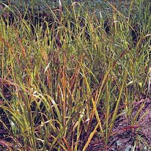 Hierochloe odorata-Sweet Grass