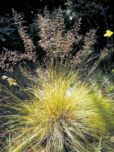 Sporobolus heterolepis-Prairie Dropseed